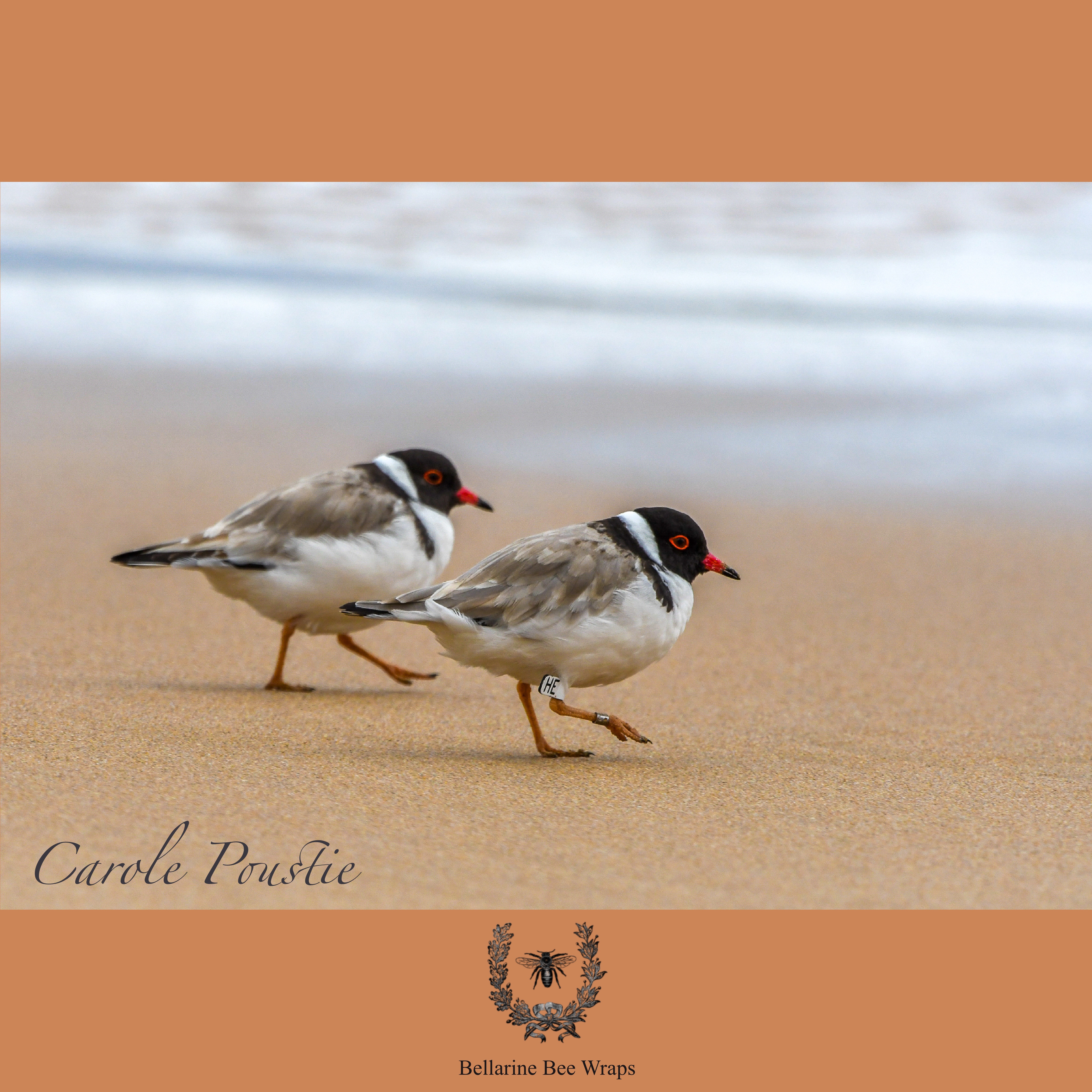 Conservation Series - Hooded Plovers